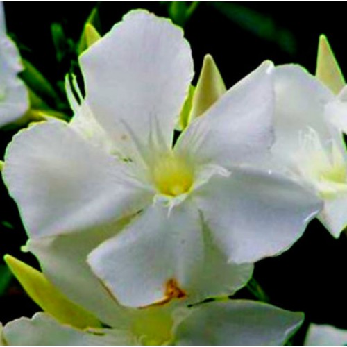 Oleander Sunshine 1 Plants Hardy Flowering Shrubs Nerium